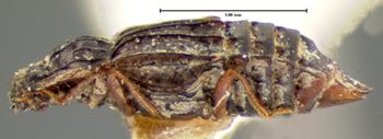 Media type: image;   Entomology 7374 Aspect: habitus lateral view